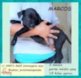 Marcos