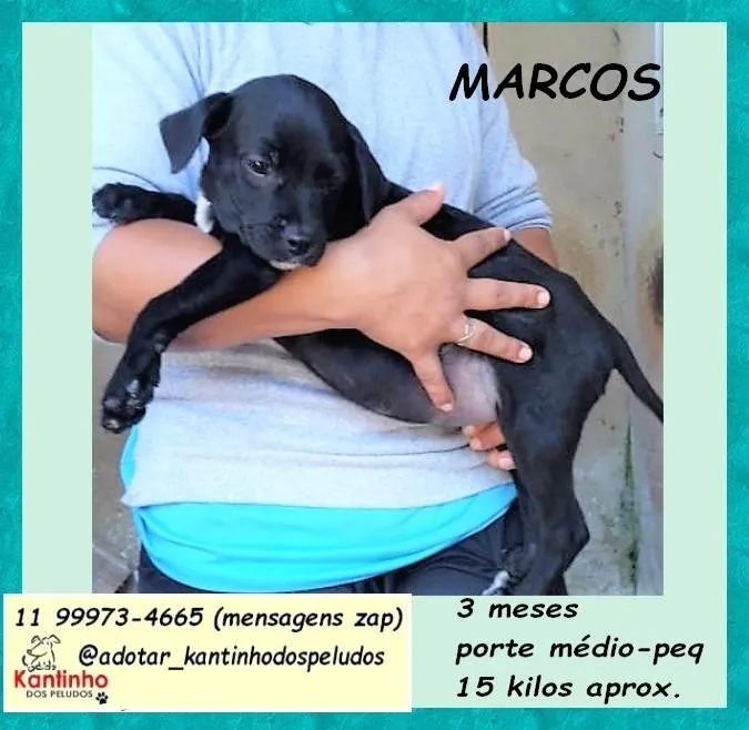 Cachorro ra a SRD-ViraLata idade 2 a 6 meses nome Marcos
