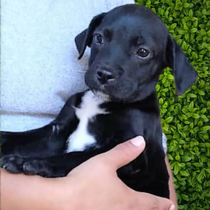 Cachorro ra a SRD-ViraLata idade 2 a 6 meses nome Marcos