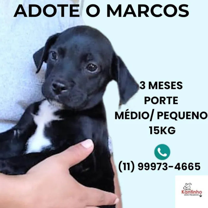 Cachorro ra a SRD-ViraLata idade 2 a 6 meses nome Marcos