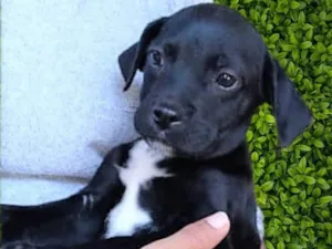 Cachorro raça SRD-ViraLata idade 2 a 6 meses nome Marcos