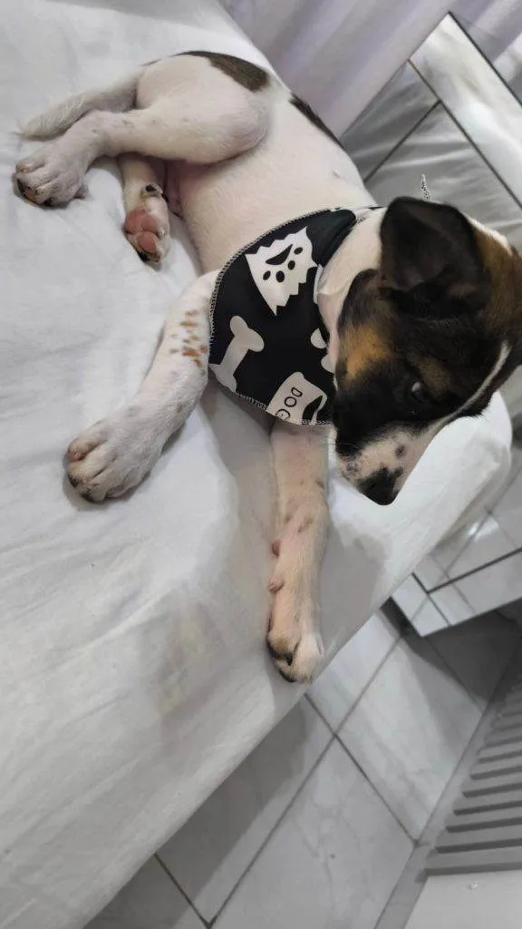 Cachorro ra a SRD-ViraLata idade 2 a 6 meses nome Falar com Iris - Whats 11 94161-1770