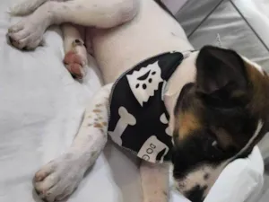 Cachorro raça SRD-ViraLata idade 2 a 6 meses nome Falar com Iris - Whats 11 94161-1770