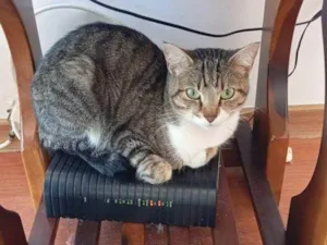 Gato raça SRD-ViraLata idade 2 a 6 meses nome Falar com Dayse - Whats 11 93421-0102