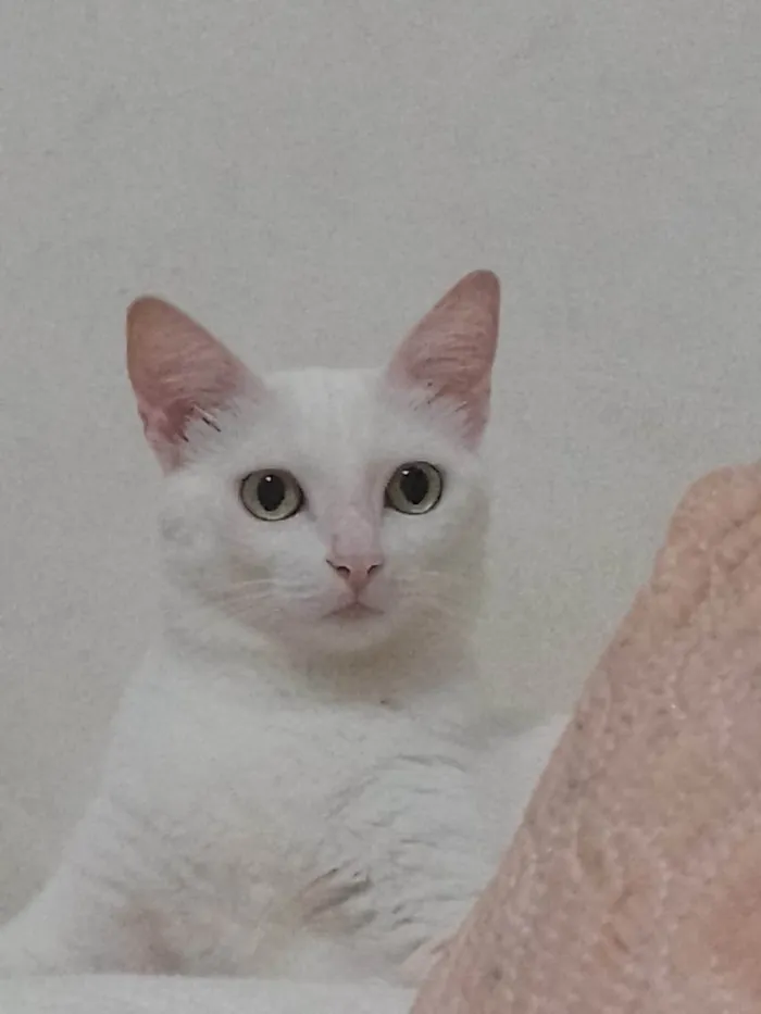 Gato ra a SRD-ViraLata idade 3 anos nome Cecília 