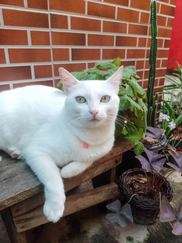 Gato ra a SRD-ViraLata idade 3 anos nome Cecília 
