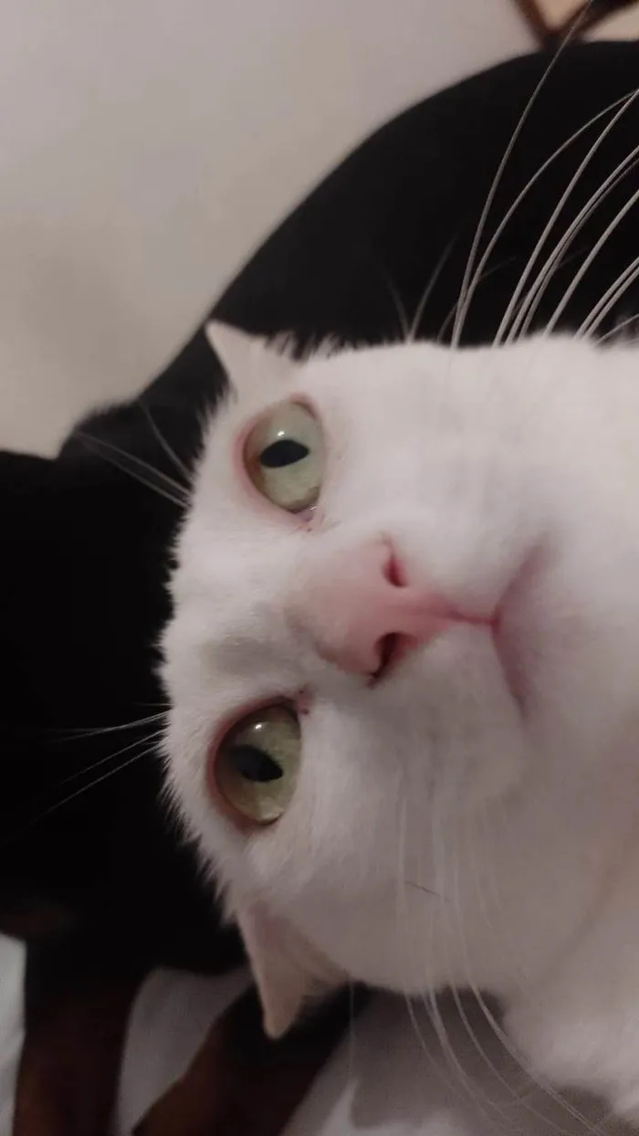 Gato ra a SRD-ViraLata idade 3 anos nome Cecília 