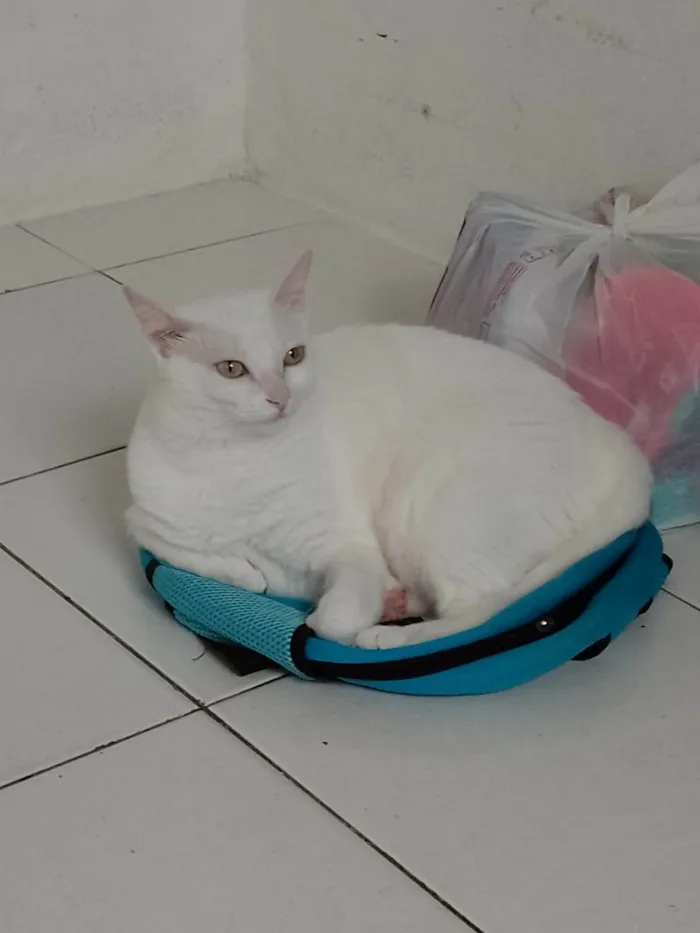 Gato ra a SRD-ViraLata idade 3 anos nome Cecília 