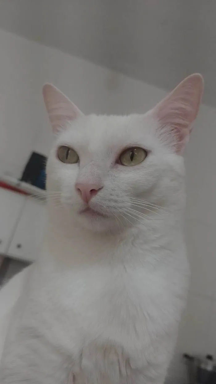 Gato ra a SRD-ViraLata idade 3 anos nome Cecília 