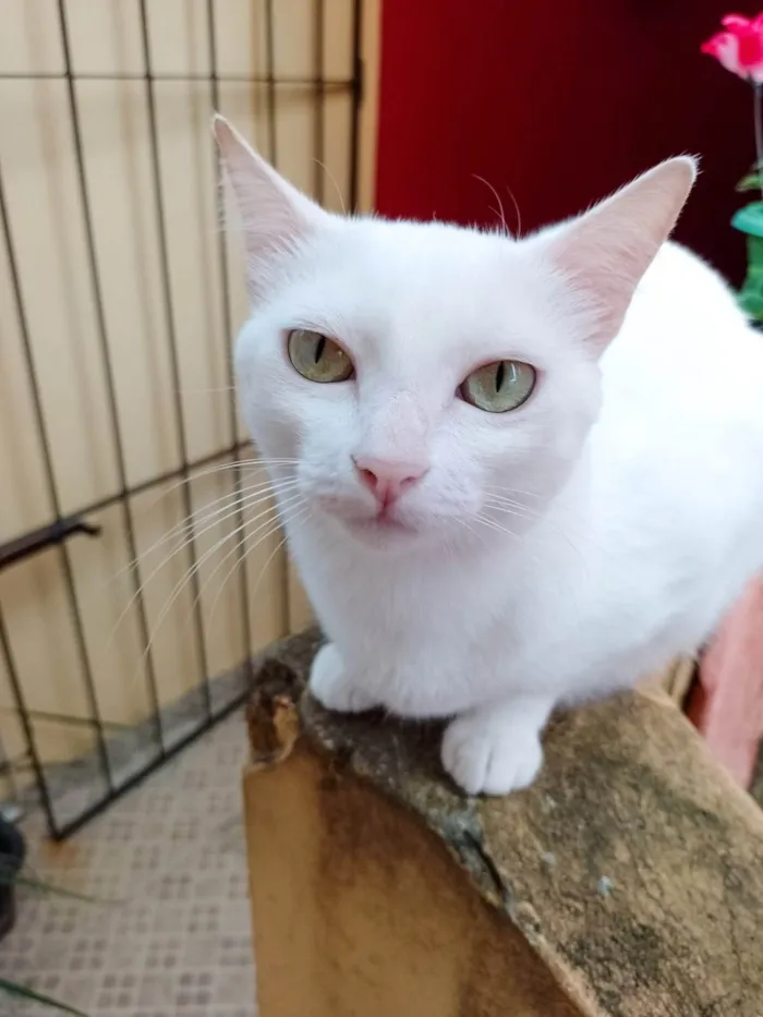 Gato ra a SRD-ViraLata idade 3 anos nome Cecília 