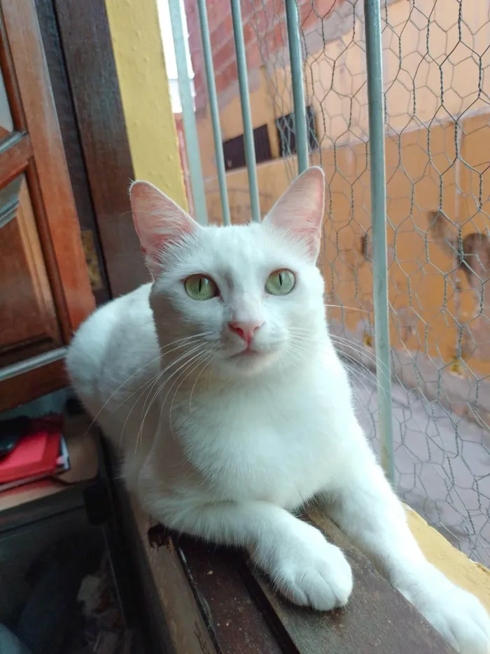 Gato ra a SRD-ViraLata idade 3 anos nome Cecília 
