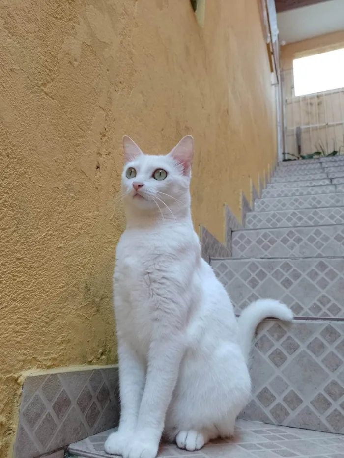 Gato ra a SRD-ViraLata idade 3 anos nome Cecília 