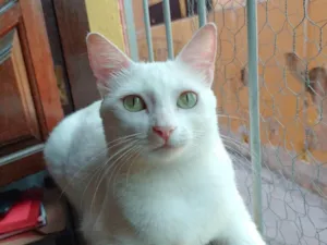 Gato raça SRD-ViraLata idade 3 anos nome Cecília 