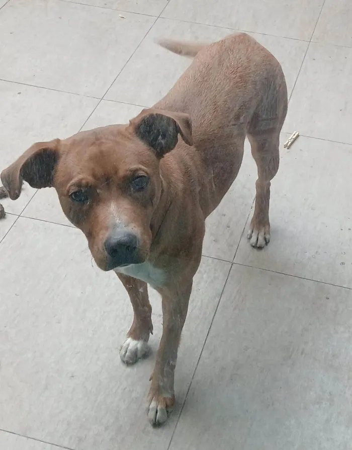 Cachorro ra a SRD-ViraLata idade 2 a 6 meses nome Falar com Adila - Whats 11 99429-1482