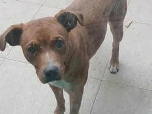 Cachorro raça SRD-ViraLata idade 2 a 6 meses nome Falar com Adila - Whats 11 99429-1482