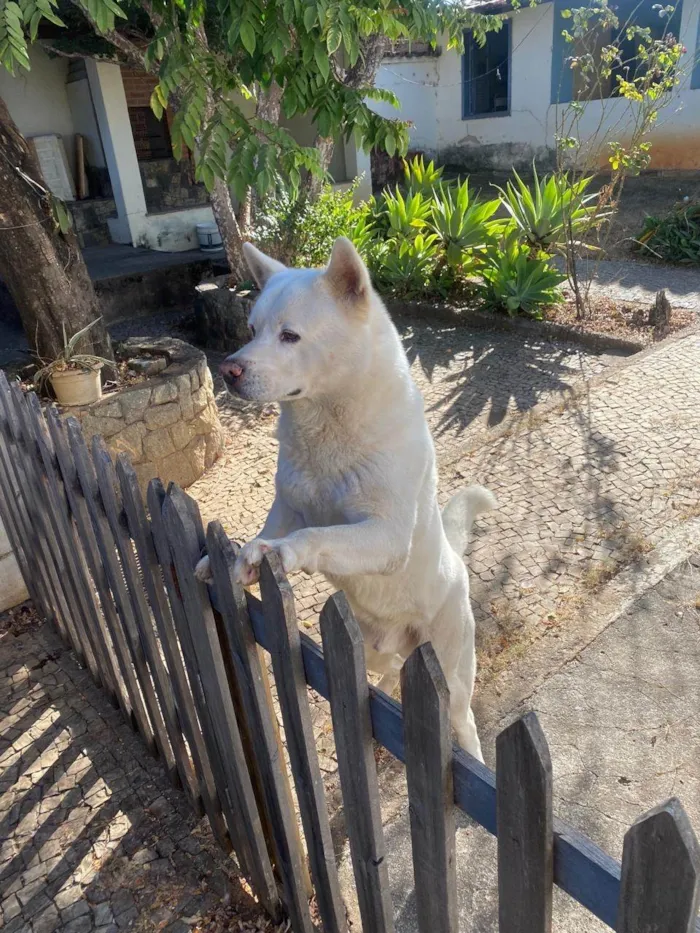 Cachorro ra a Husky Siberiano idade 6 ou mais anos nome Rick