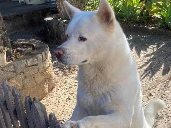 Cachorro ra a Husky Siberiano idade 6 ou mais anos nome Rick