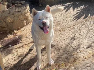Cachorro raça Husky Siberiano idade 6 ou mais anos nome Rick