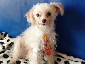Cachorro raça Maltês idade 7 a 11 meses nome Kleber