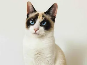 Gato raça SRD-ViraLata idade 2 a 6 meses nome Estrela