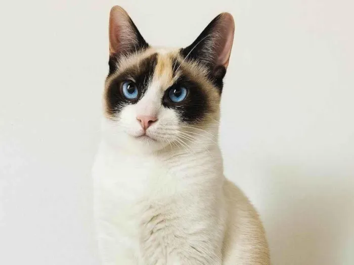 Gato ra a SRD-ViraLata idade 2 a 6 meses nome Estrela
