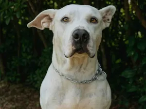 Cachorro raça Pit-Bull idade 3 anos nome Leão 