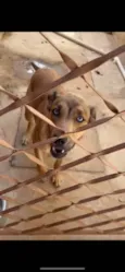 Mavi