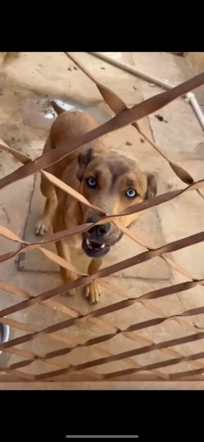 Cachorro ra a Fila idade 7 a 11 meses nome Mavi