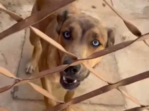 Cachorro raça Fila idade 7 a 11 meses nome Mavi