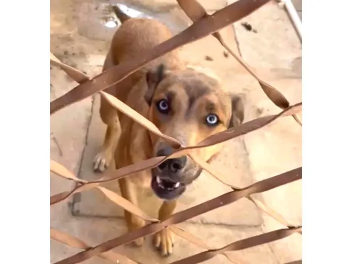 Cachorro ra a Fila idade 7 a 11 meses nome Mavi