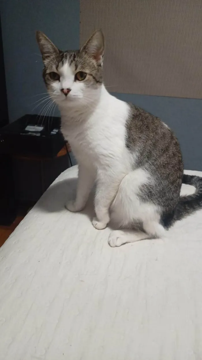 Gato ra a SRD-ViraLata idade 3 anos nome Lord