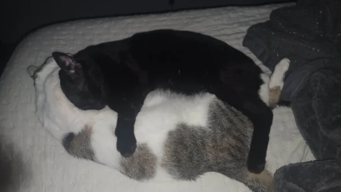 Gato ra a SRD-ViraLata idade 3 anos nome Lord