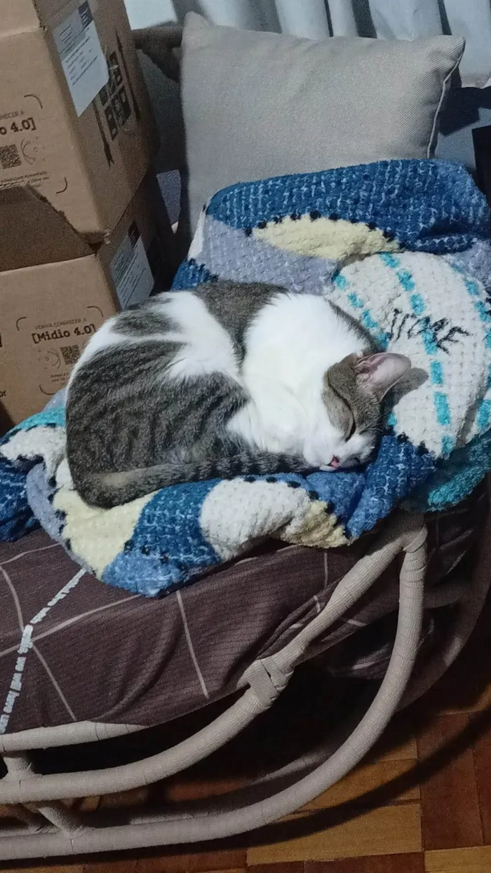 Gato ra a SRD-ViraLata idade 3 anos nome Lord