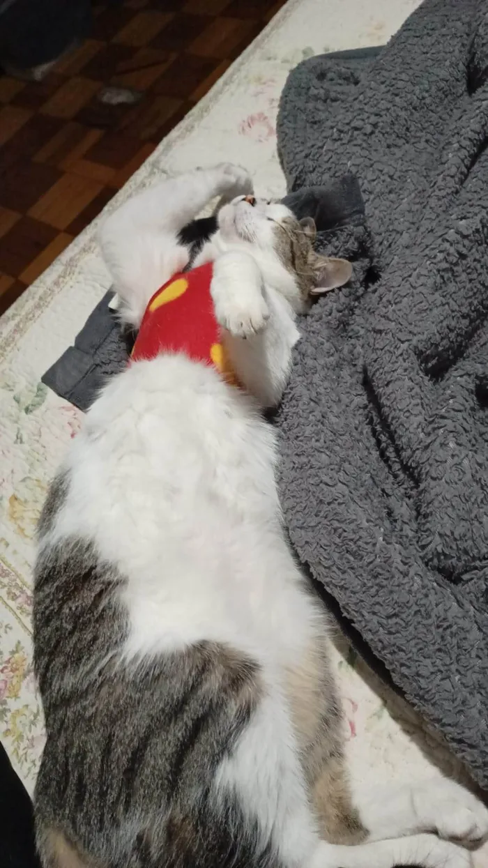 Gato ra a SRD-ViraLata idade 3 anos nome Lord