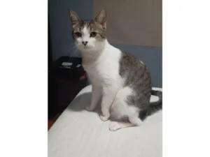 Gato raça SRD-ViraLata idade 3 anos nome Lord