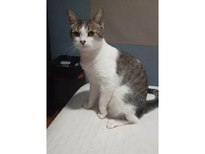Gato ra a SRD-ViraLata idade 3 anos nome Lord