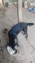 Ébano e Botinha