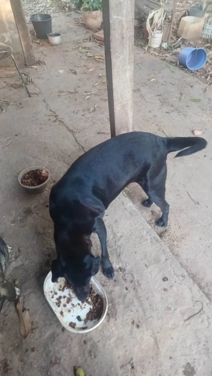 Cachorro ra a SRD-ViraLata idade 3 anos nome Ébano e Botinha