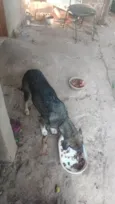Ébano e Botinha