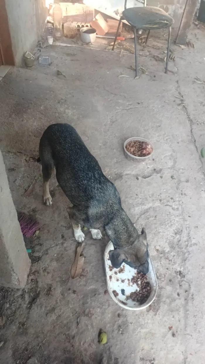 Cachorro ra a SRD-ViraLata idade 3 anos nome Ébano e Botinha
