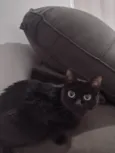 Lili 