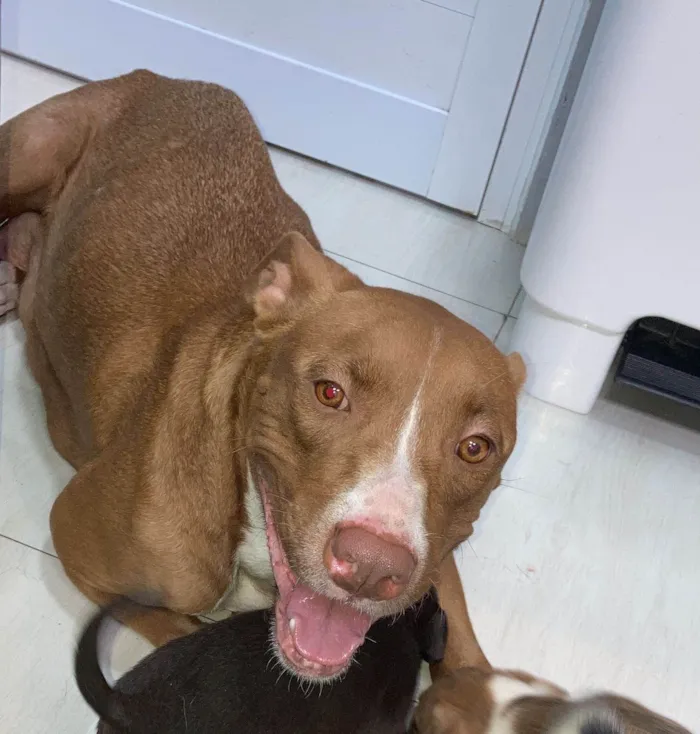 Cachorro ra a Pit-Bull idade 1 ano nome Athena