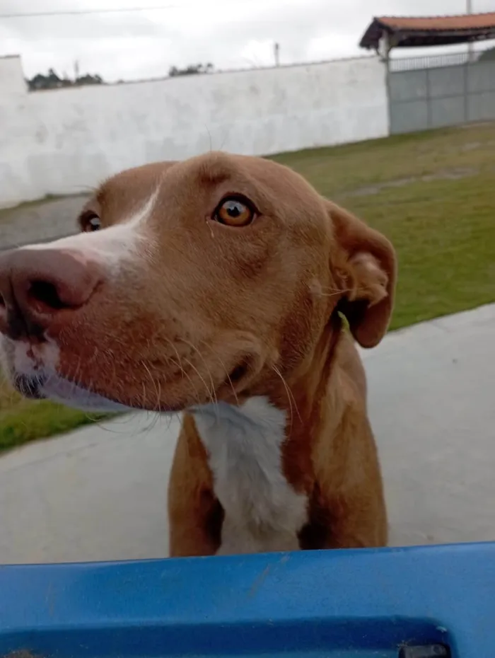Cachorro ra a Pit-Bull idade 1 ano nome Athena