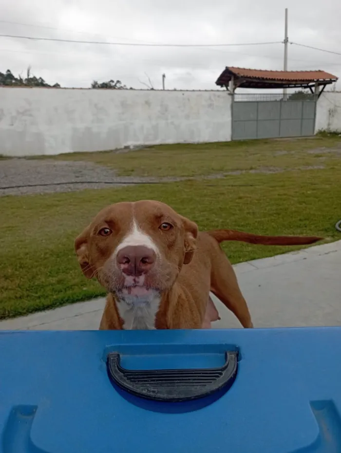 Cachorro ra a Pit-Bull idade 1 ano nome Athena
