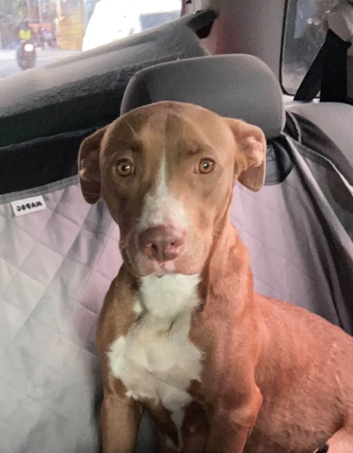 Cachorro ra a Pit-Bull idade 1 ano nome Athena