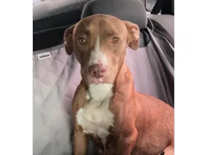 Cachorro raça Pit-Bull idade 1 ano nome Athena