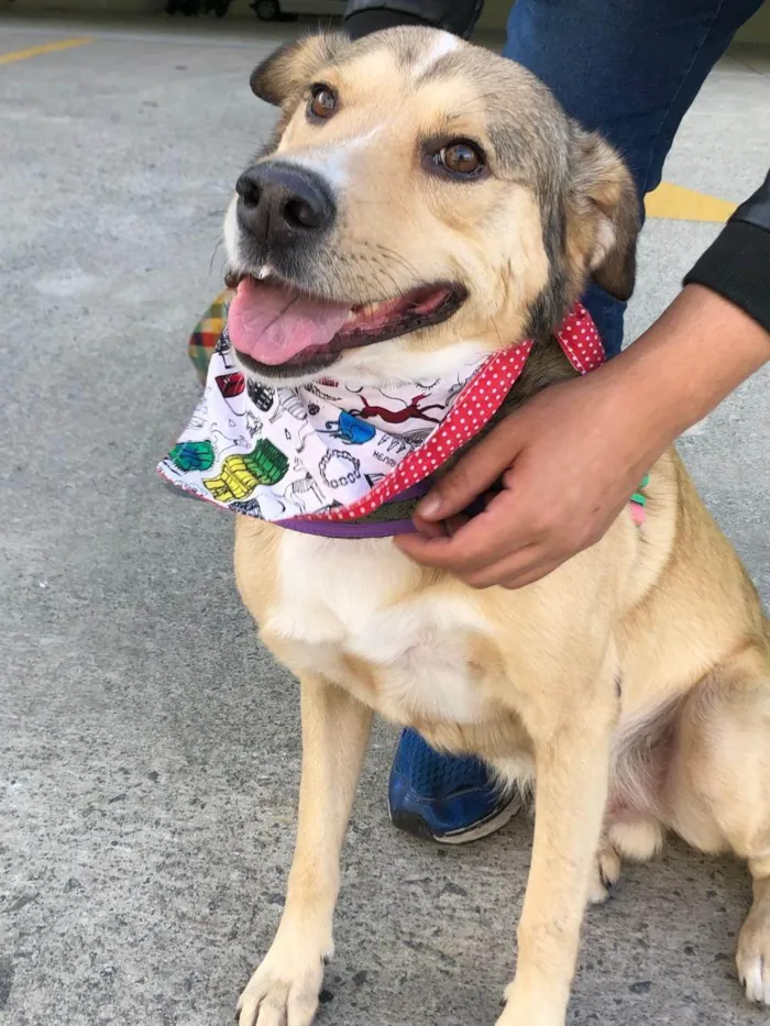Cachorro ra a SRD-ViraLata idade 2 anos nome Tarzan