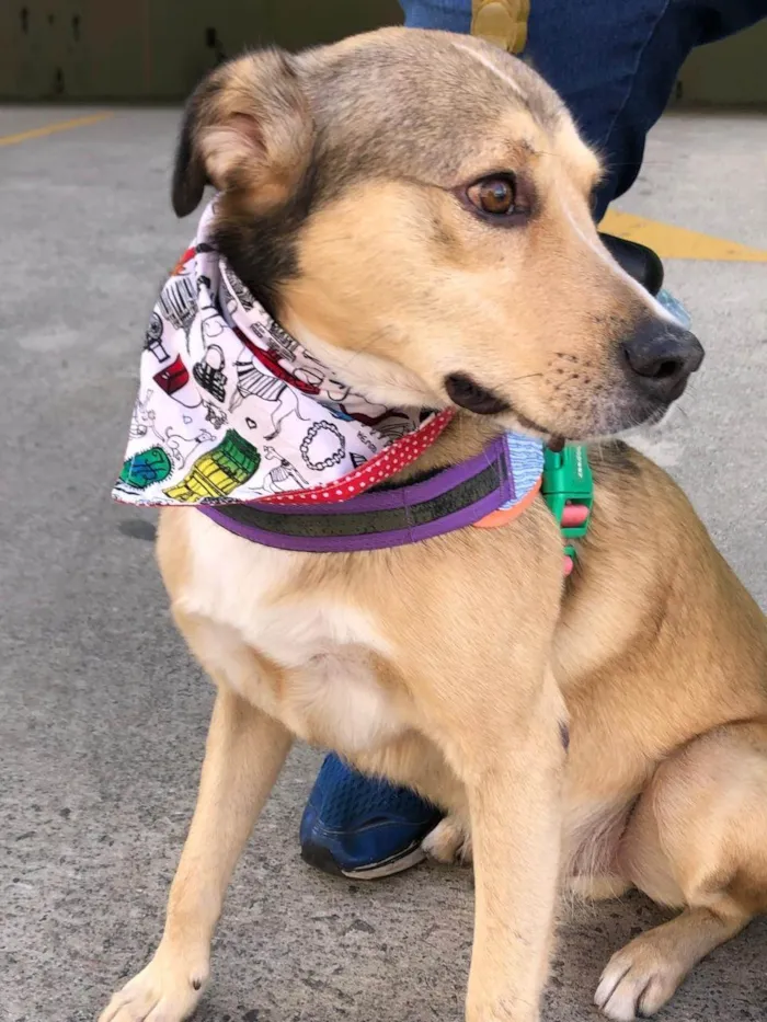 Cachorro ra a SRD-ViraLata idade 2 anos nome Tarzan