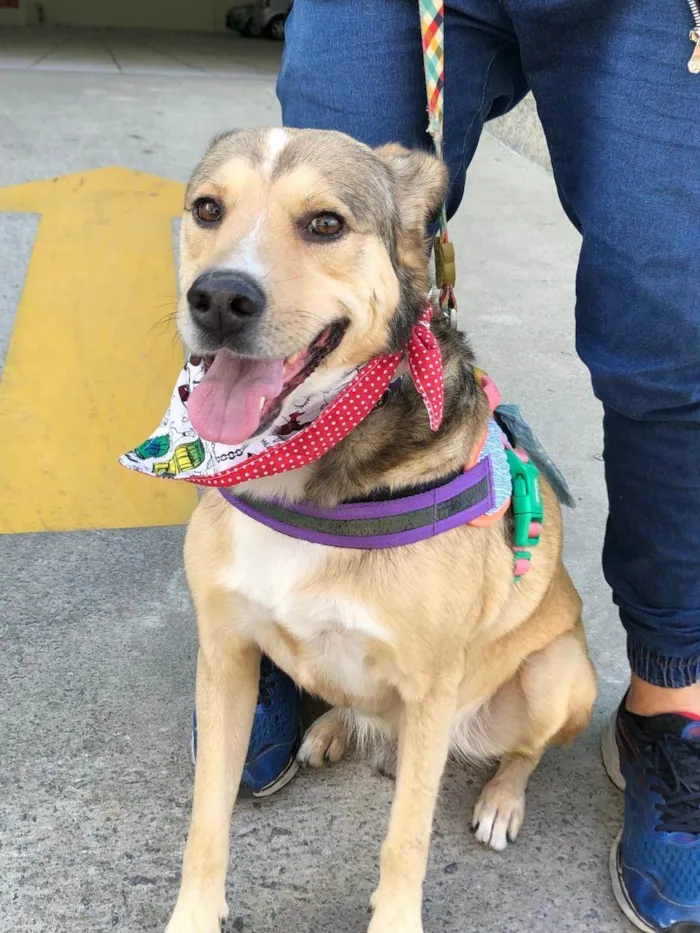 Cachorro ra a SRD-ViraLata idade 2 anos nome Tarzan