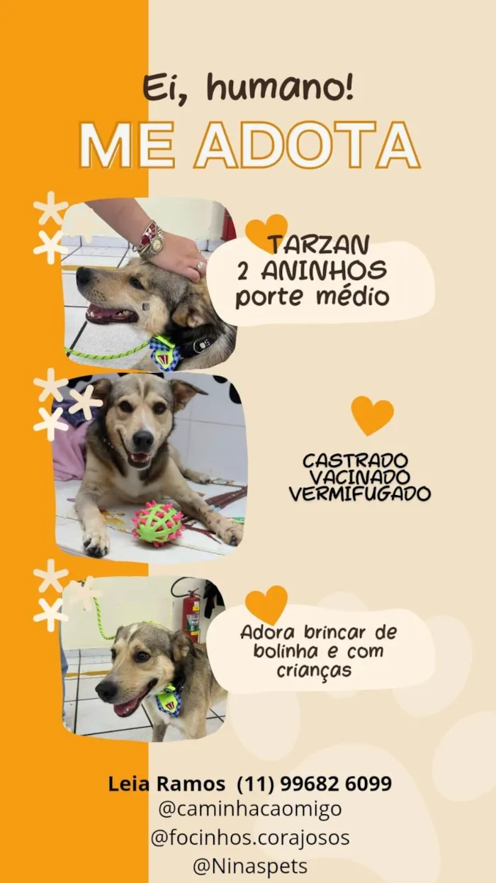 Cachorro ra a SRD-ViraLata idade 2 anos nome Tarzan